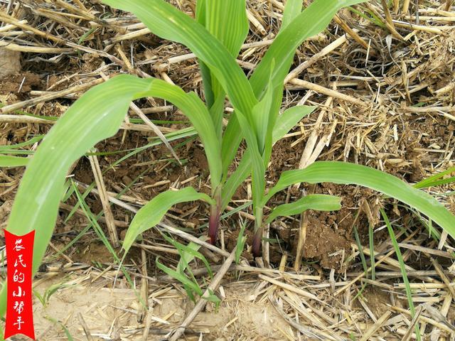 尿素|玉米追施尿素可以撒施吗？省时省力又省工，为何不推荐？