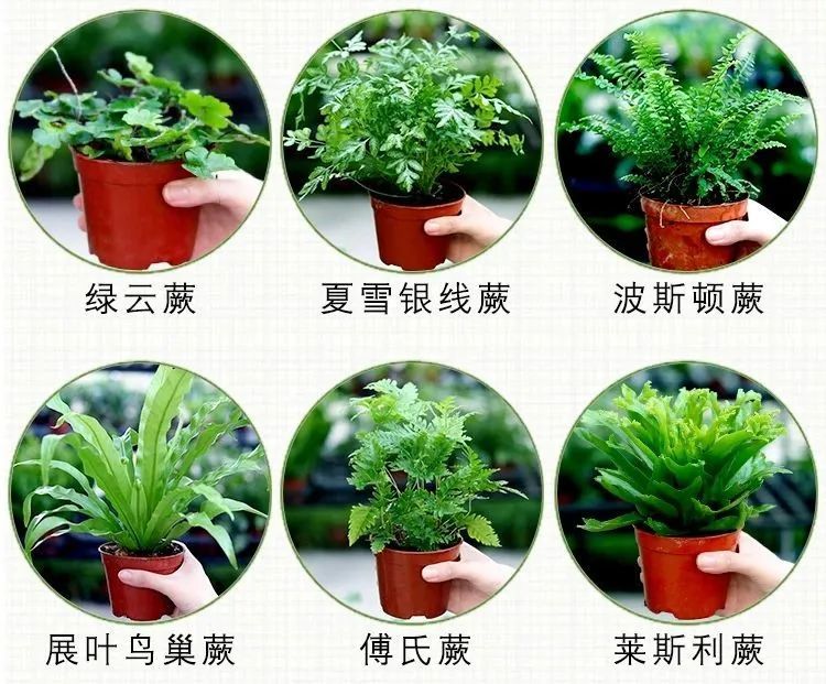 5种适合盆栽养护的观赏蕨 不一定适合新手 耐阴处可布置 腾讯新闻