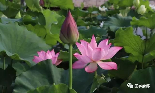 白朴|元代诗人笔下的夏日诗词曲，美到心醉