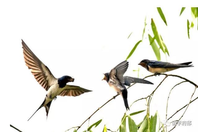 白朴|元代诗人笔下的夏日诗词曲，美到心醉