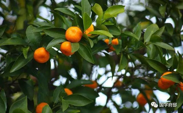 白朴|元代诗人笔下的夏日诗词曲，美到心醉