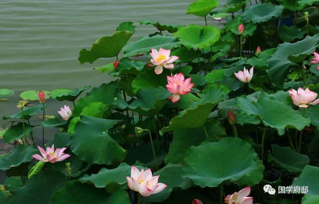 白朴|元代诗人笔下的夏日诗词曲，美到心醉