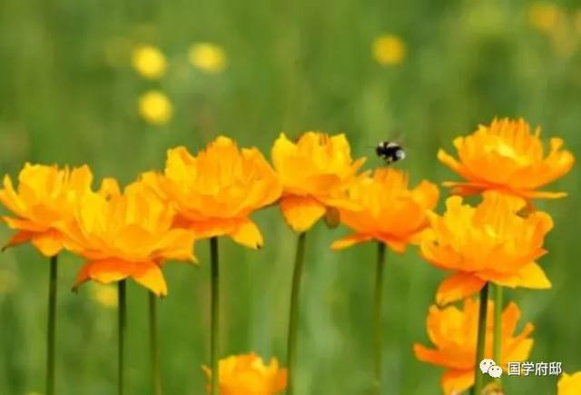 白朴|元代诗人笔下的夏日诗词曲，美到心醉