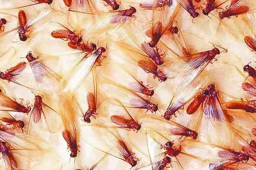 飞蚁|英国出现长达80公里的飞蚁群，气象雷达都被干扰，显示为降雨出现