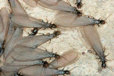 飞蚁|英国出现长达80公里的飞蚁群，气象雷达都被干扰，显示为降雨出现