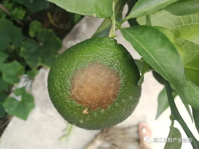 四川柑橘人,你期待已久,解决柑橘日灼病的方案来了!