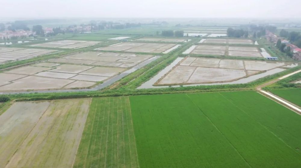 【战大汛】网市镇:积极开展生产自救