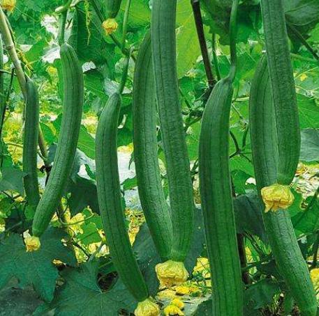 这样炒丝瓜不变黑,鲜香爽滑,做法简单又美味