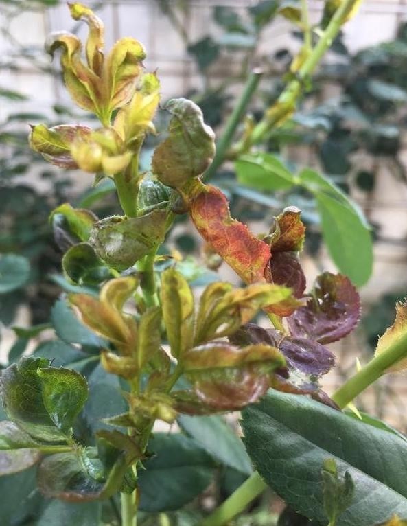 月季叶子直打卷竟然是蓟马在搞怪教你3个方法清理