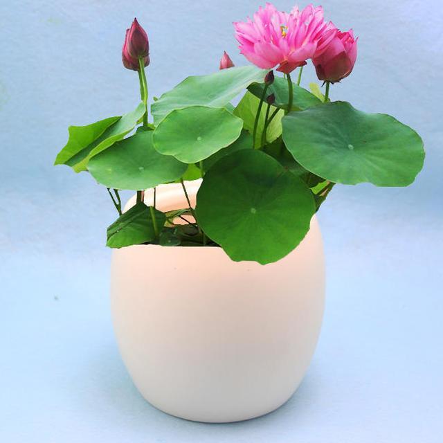 土生,水生莲花各有风采,养在家里别具风格,夏天更是轻松养爆盆|睡莲|