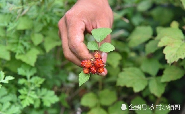 農村深山摘一種野果又酸又甜有錢買不到