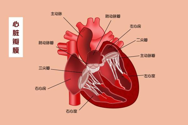 刘医生带您快速了解心脏病的分类