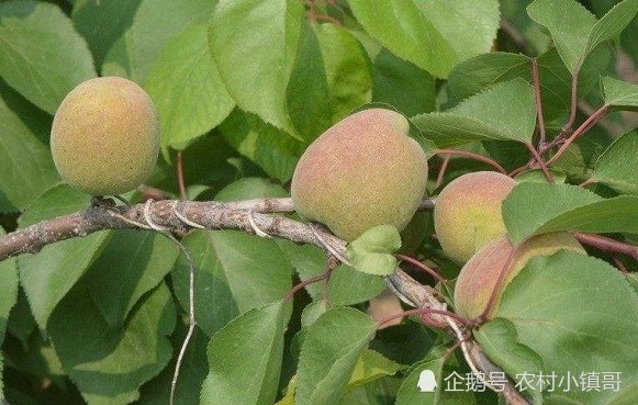 农村一种野果8月份成熟 一个比一个好吃15元一斤 腾讯新闻
