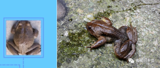 古蔺"木槐"的认识与养殖思考