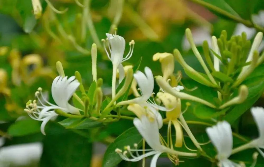 暴雨|中雨 大雨 暴雨 ！连阴雨天气，如何为农作物穿好“雨衣”