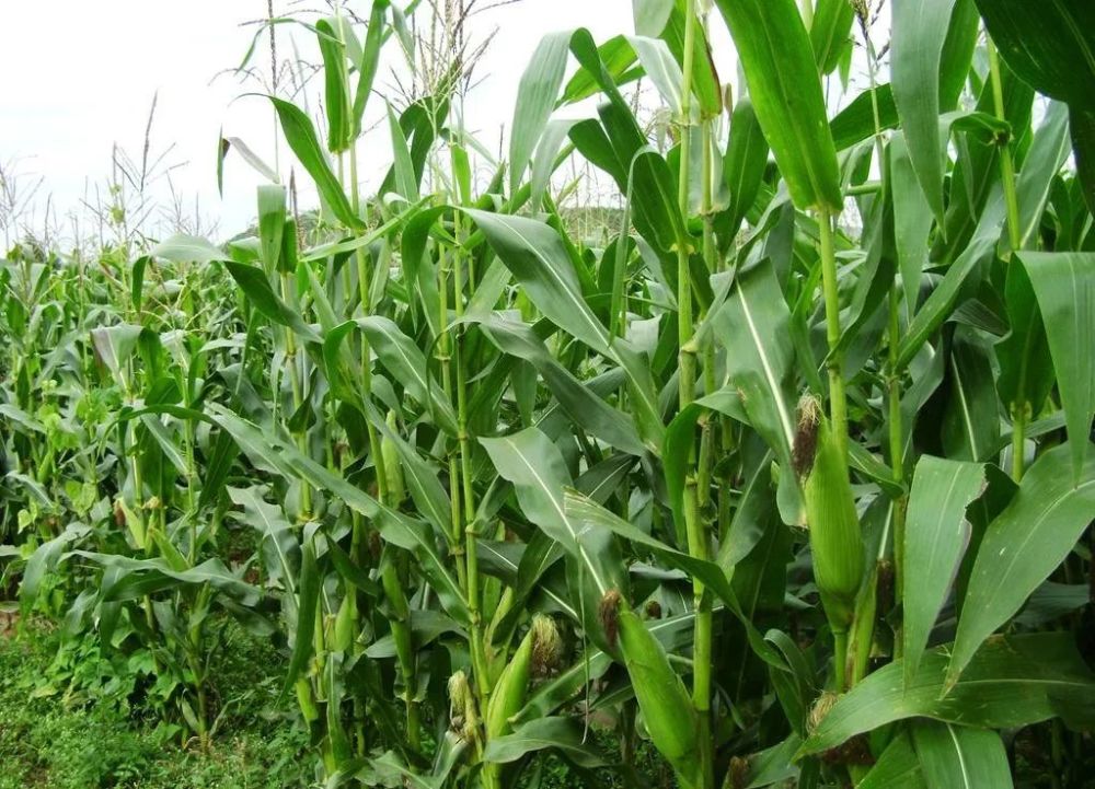 暴雨|中雨 大雨 暴雨 ！连阴雨天气，如何为农作物穿好“雨衣”