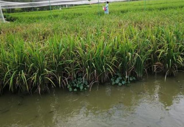 北方大鳞副泥鳅稻田养殖技术,掌握好以下关键点,实现稻鳅双赢