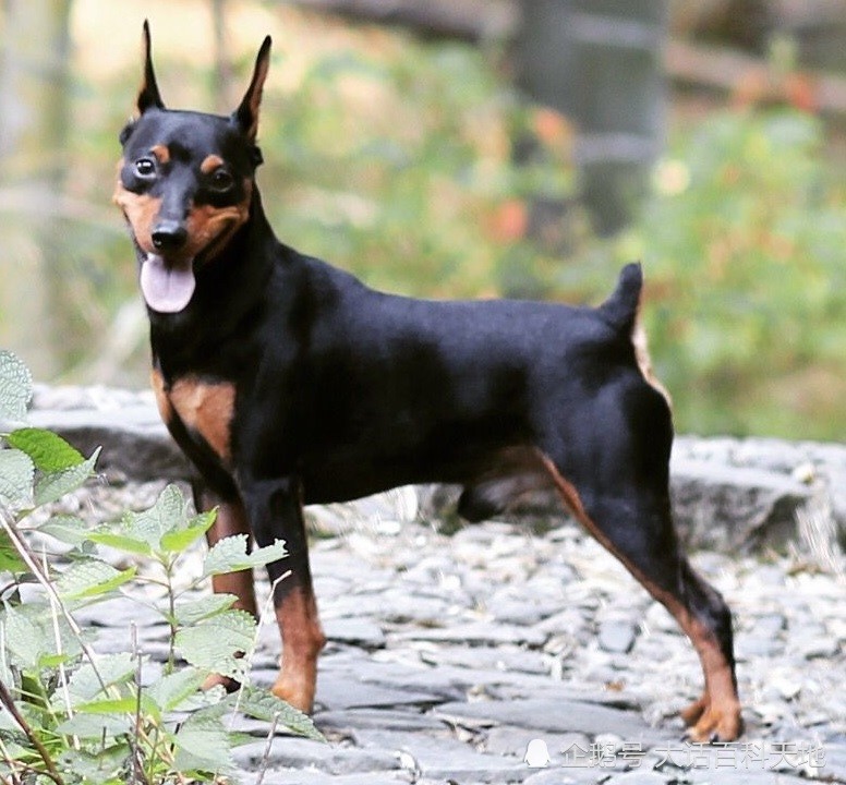 迷你杜賓犬身姿優美是非常適合城市居民飼養的護衛犬