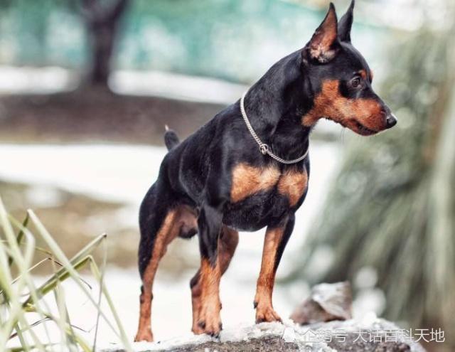 迷你杜宾犬身姿优美是非常适合城市居民饲养的护卫犬