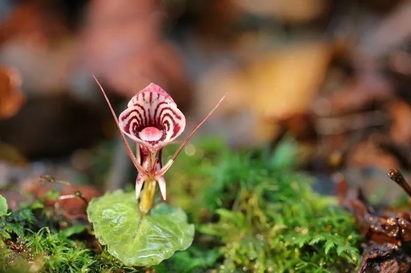 中科院|中科院调查“90多人集体离职”事件；迄今最强暗能量观测证据被发现