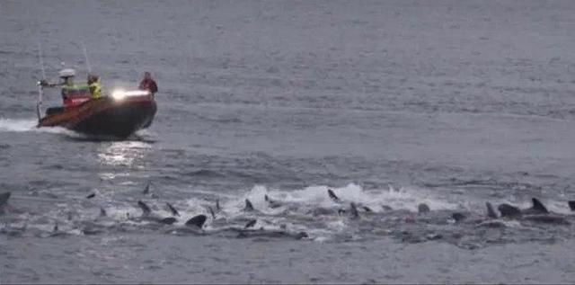 鲸鱼|疫情刚减轻就大开杀戒，300头鲸鱼和海豚在丹麦被杀，鲜血染红海面