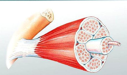 如果您正处于更年期正遭受手指肌腱炎腱鞘炎的困扰请看此文