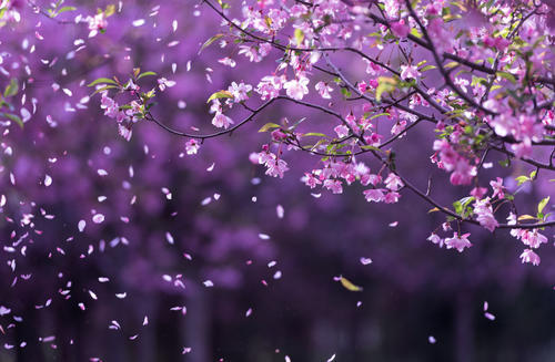 王勃|王勃经历了人生的大起大落，悟出首落花诗，共用了9个落花，经典