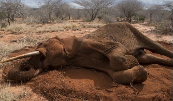 非洲350头大象离奇死亡,死前曾"转圈圈",幕后黑手是一种超强