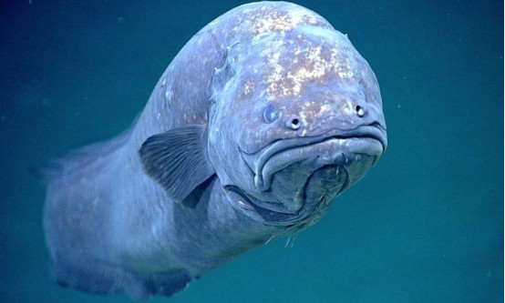 鱼类|40％的鱼类被迫灭绝，它们或无法繁殖，人类是幕后黑手