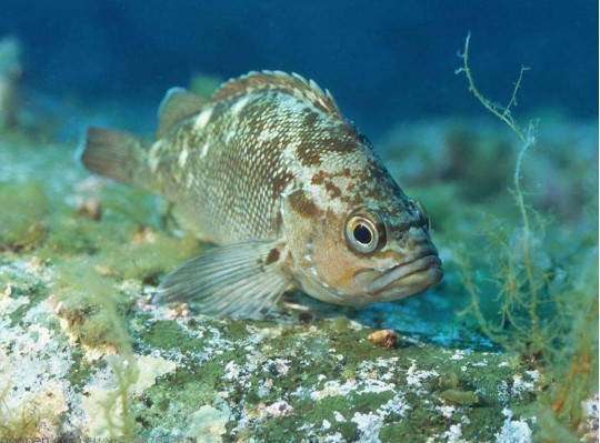 鱼类|40％的鱼类被迫灭绝，它们或无法繁殖，人类是幕后黑手