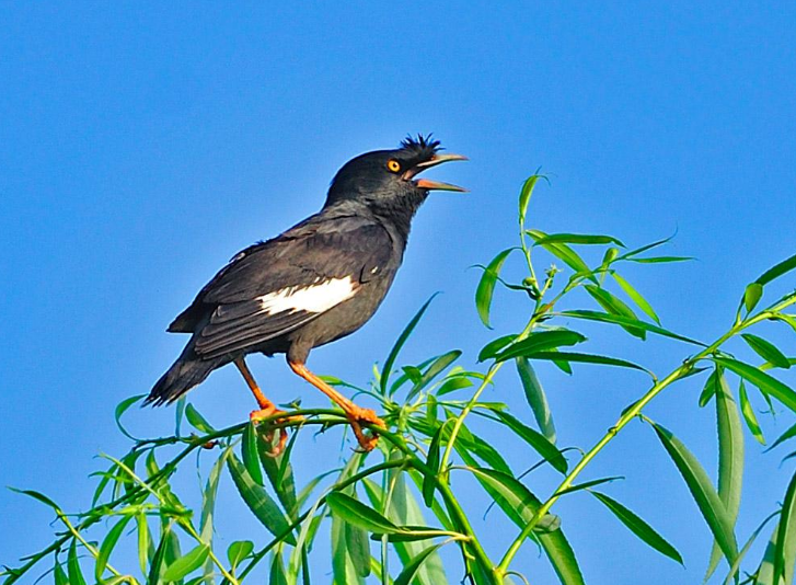 辛弃疾|老友盖新房，辛弃疾借题发挥写词笑话他，句句调皮却令人肃然起敬