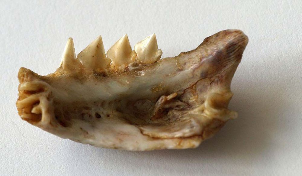 食人鱼|食人鱼真的食人吗？袭人事件不多，被人类煮汤当烤鱼吃比较常见