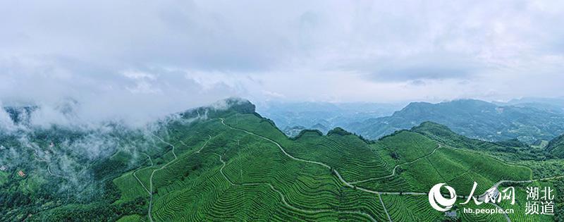 湖北宜都:高山茶園雲霧繚繞似仙境_騰訊新聞