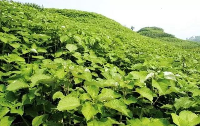 全国250余名专家学者齐聚四川大竹 为苎麻产业发展把脉问诊