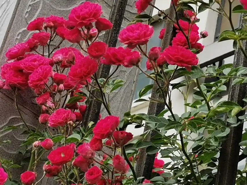 原创‖穿透铁棂的月季