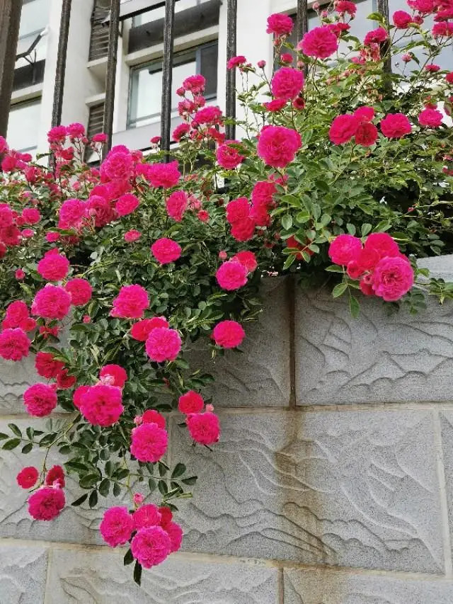 原创‖穿透铁棂的月季