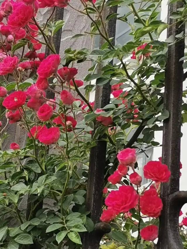 原创‖穿透铁棂的月季