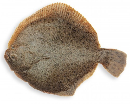 牙片鱼多宝鱼怎样分?