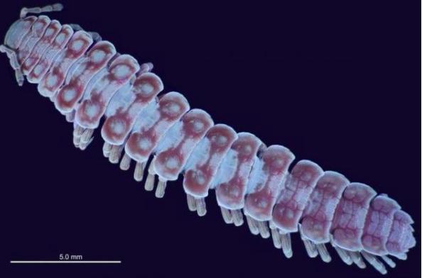 科学家|耗费90年，科学家终于了解这种生物是如何交配的