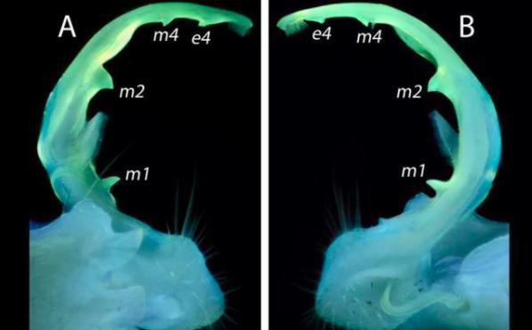 科学家|耗费90年，科学家终于了解这种生物是如何交配的