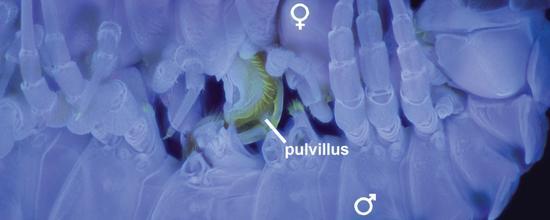 科学家|耗费90年，科学家终于了解这种生物是如何交配的