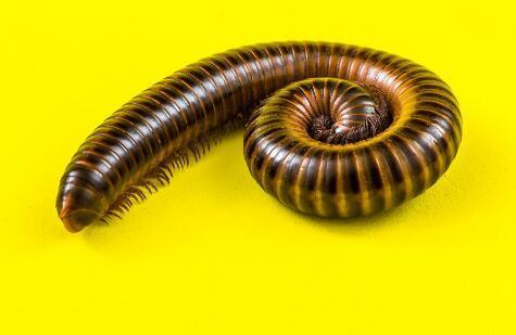 科学家|耗费90年，科学家终于了解这种生物是如何交配的