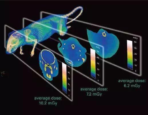 科学家|耗费90年，科学家终于了解这种生物是如何交配的