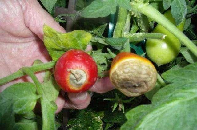 软腐病主要是在西红柿青果上发生,在发病以后,果肉迅速腐烂,并伴有