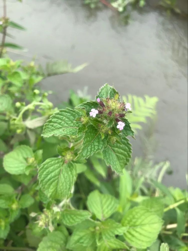 它還有九塔草,紅九塔這些與外形有關的稱呼,以及野涼粉草這種與作用有