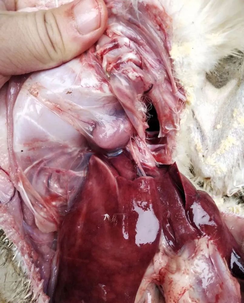 鸭子黑肺一年到头频频发生到底是什么原因导致的重点分析一下