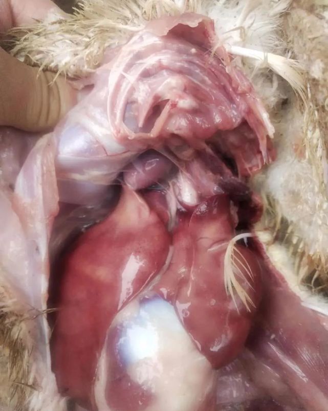 鸭子黑肺一年到头频频发生,到底是什么原因导致的?重点分析一下