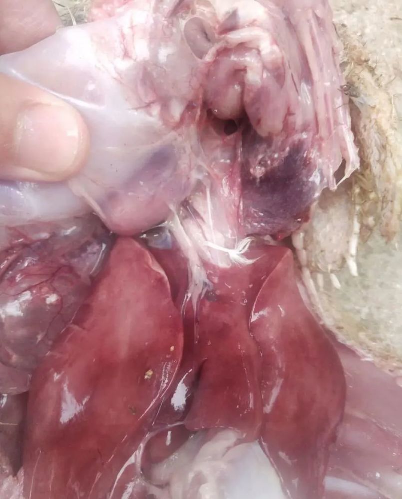 鸭子黑肺一年到头频频发生到底是什么原因导致的重点分析一下