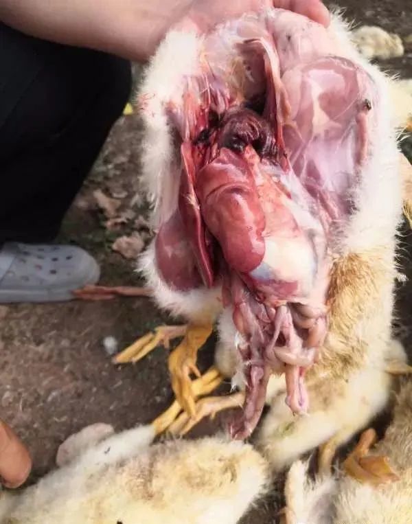 鸭子黑肺一年到头频频发生到底是什么原因导致的重点分析一下