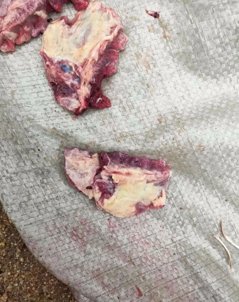 鸭子黑肺一年到头频频发生到底是什么原因导致的重点分析一下